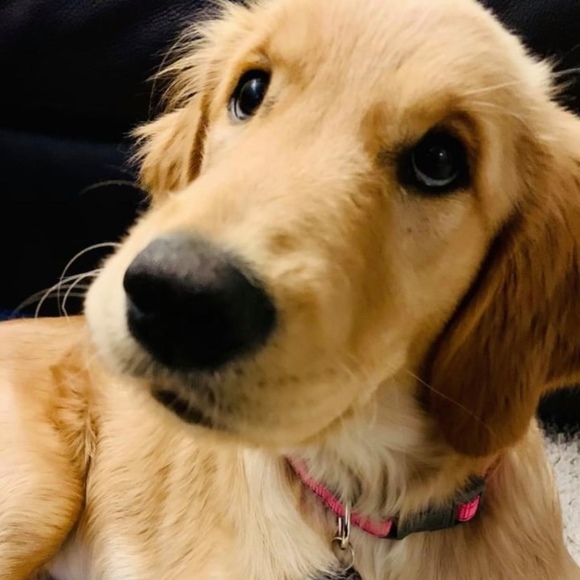 Meet your Posher, Rb - Picture 1 of 1